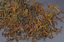 1437 Lobaria aculeata-Cetraria aculeata